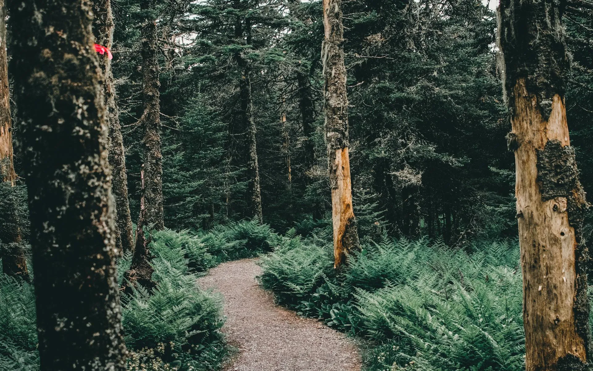Jo-Mary Multiple Use Forest