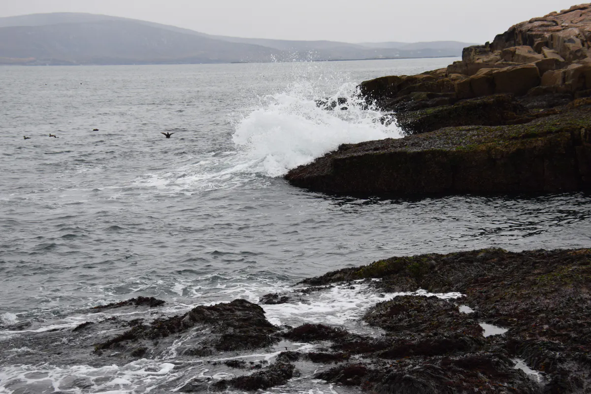 Schoodic Point in Acadia National Park, Maine, rocky headland with crashing Atlantic surf and forested hills in the background