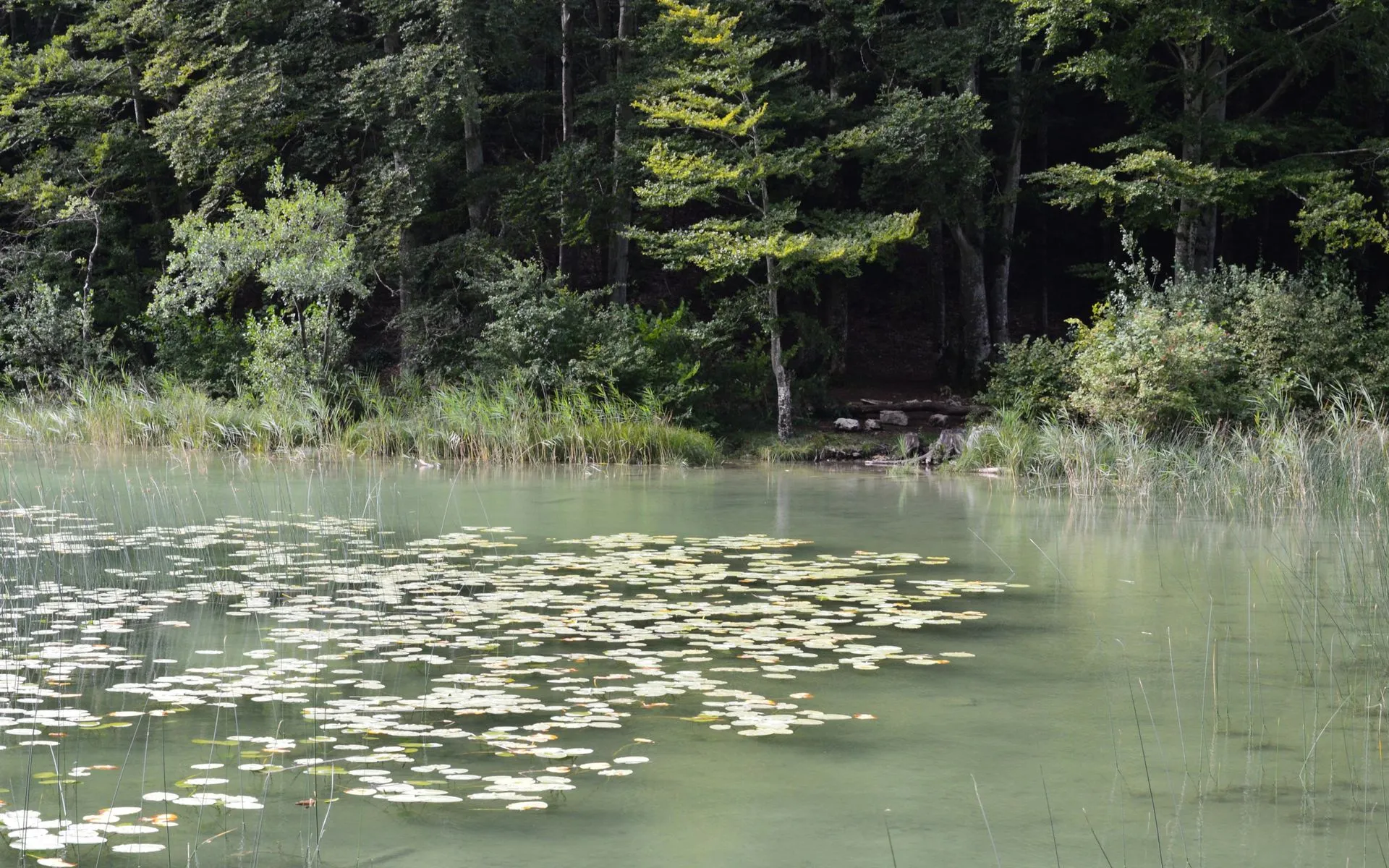 Daicey Pond